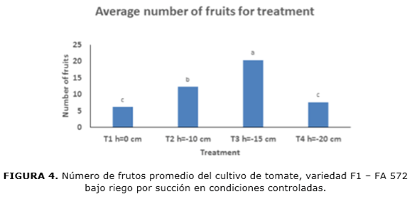 FIGURA 4. N&uacute;mero de frutos promedio del cultivo de tomate, variedad F1 &ndash; FA 572 bajo riego por succi&oacute;n en condiciones controladas.