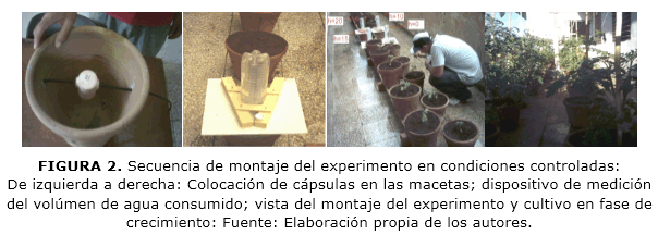 FIGURA 2. Secuencia de montaje del experimento en condiciones controladas: De izquierda a derecha: Colocaci&oacute;n de c&aacute;psulas en las macetas; dispositivo de medici&oacute;n del vol&uacute;men de agua consumido; vista del montaje del experimento y cultivo en fase de crecimiento: Fuente: Elaboraci&oacute;n propia de los autores.