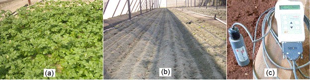 Potato crop (a), zeolite substrate (b) and soil moisture sensor (c).