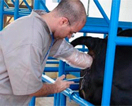 Artificial insemination in cattle. https://www.cpt.com.br/cursos-bovinos-gadodeleite/inseminacao-artificial-em-bovinos-convencional-e-em-tempo-fixo