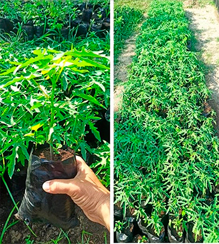 Plants treated with HeberNem-S® at 40 days after planting