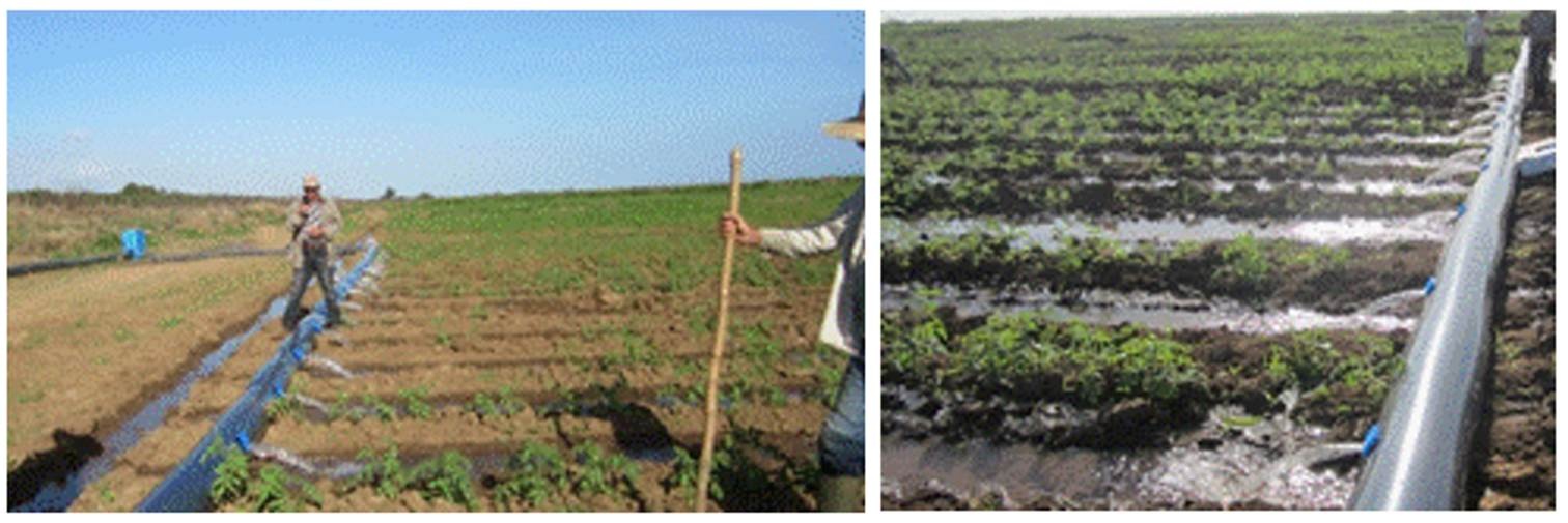 Sistema de riego por pulsos.