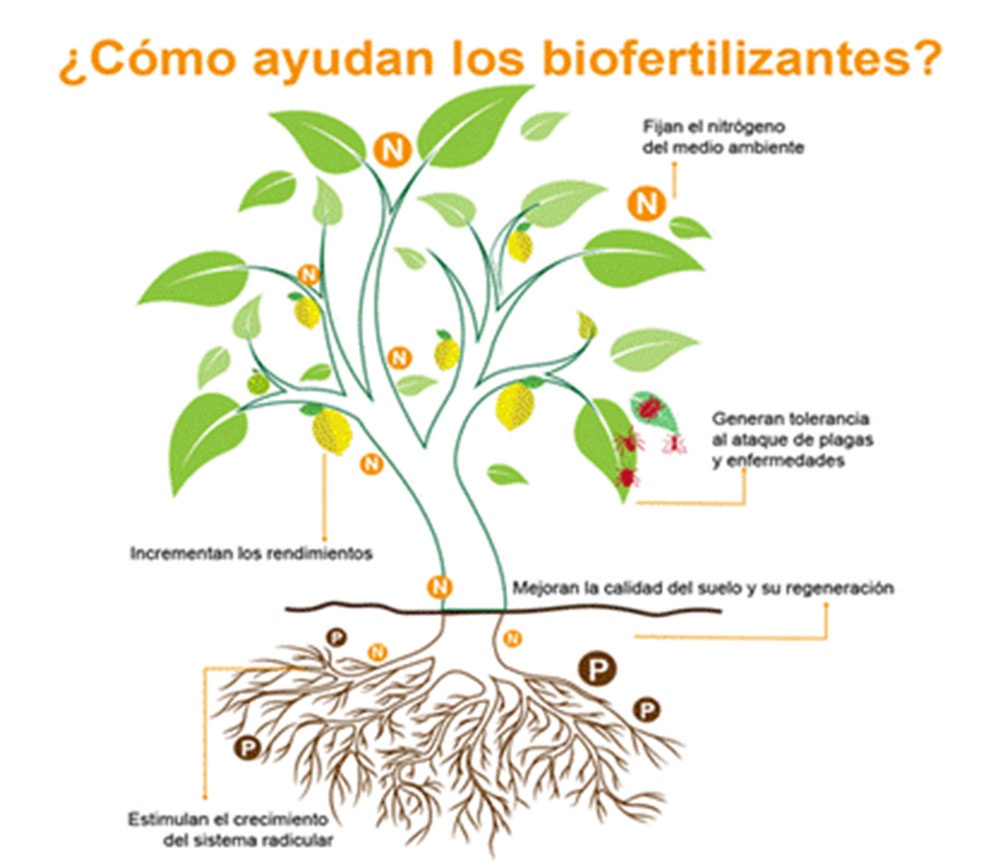 Beneficios del uso de biofertilizantes.