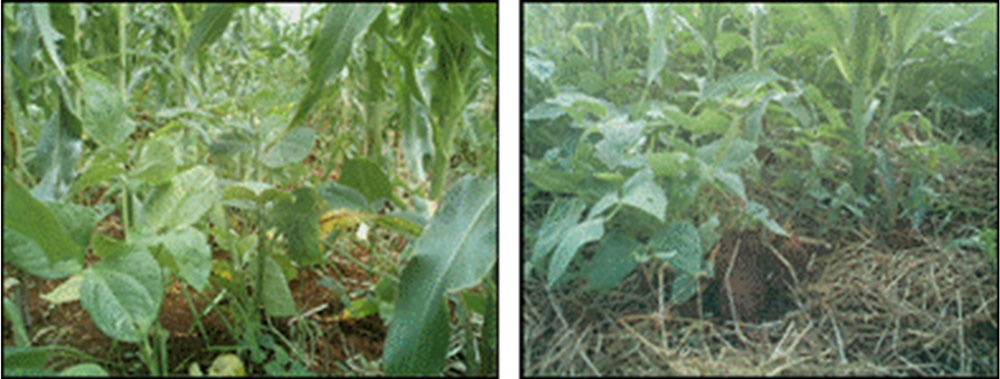 Asociación maíz-habichuela sin y con cobertura (mulch).