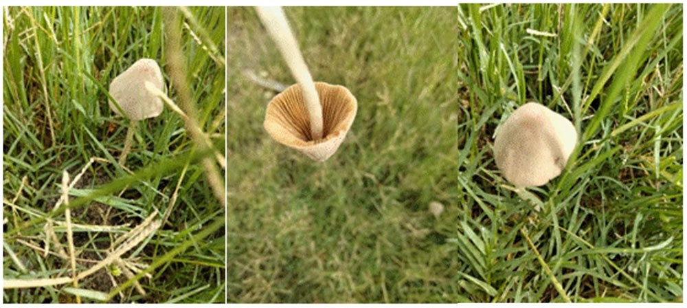 Imágenes del cuerpo fructífero de Conocybe apala (Fr.) Arnolds.