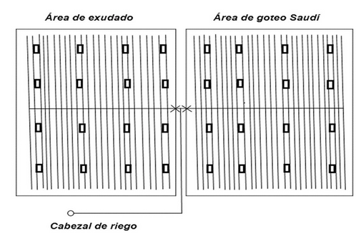 Esquema del área experimental con la distribución de las réplicas en cada área de estudio.
