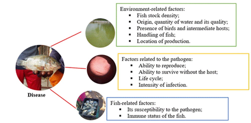 Schematic representation of the pathogenic triad. The point of convergence of the unbalanced conditions of these three elements is the manifestation of the disease.